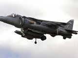 Harrier