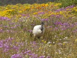 Sacred Ibis-2