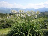 Mpu_05 - in the mountains above Tzaneen