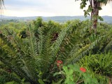 Mpu_06 - Tzaneen
