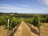 Wes_78 - Wineyards in Stellenbosch