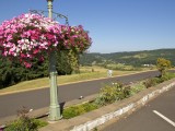 Springfield_ 542 - one of the many winefarms around Eugene and Springfield in Oregon