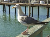 SF_ 1439 - Seagull waiting for a meal
