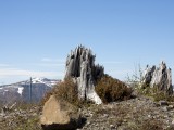 USA_81 - a stark reminder of the power of the blast - two thick pines blasted away leaving just stumps