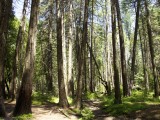 Yosemite_ 1944 - part of the forest