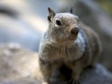 Yosemite_ 1999 - a cheeky Squirrel looking for food