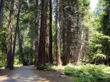 Yosemite_ 2200 - the magnificient trees in Yosemite