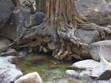 Yosemite_ 2204 - a tree wraps around a rock