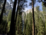 Yosemite_ 2291 - Yosemite Falls between the trees