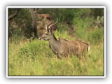 Buc_08 - Kuda male