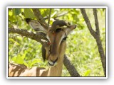 Bir_0110 - Red billed Oxpecker