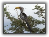 Bir_0111 - Yellow billed Hornbill