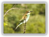 Bir_0113 - European Bee Eater