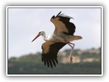 Bir_0116 - White Stork