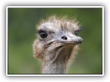 Bir_0122 - Ostrich