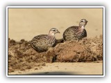 Bir_0126 - Crested Francolin