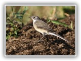 Bir_0127 - Cape Wagtail