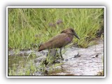 Bir_0131 - Hamerkop