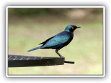 Bir_0134 - Glossy Starling
