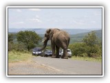 Ele_06 - Elephant in iMfolozi