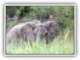 Ele_10 - An elephant in long grass