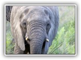 Ele_17 - Elephant