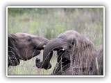 Ele_18 - two young bull elephants squabbling