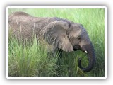 Ele_19 - a young Elephant drinking water