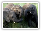 Ele_22 - an elephant herd in Welgevonden
