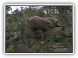 Ele_24 - a single bull Elephant on the hillside