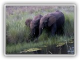 Ele_26 - two young Elephants drinking in the Sterkstroom, Welgevonden