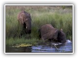 Ele_27 - two young Elephants drinking and playing in the Sterkstroom, Welgevonden