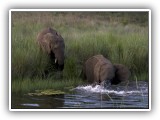 Ele_28 - two young Elephants drinking and playing in the Sterkstroom, Welgevonden