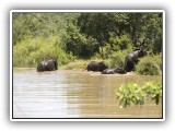 Ele_30 - Elephants playing in a dam