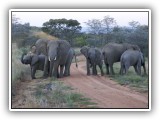 Ele_34 - a breeding herd of Elephants