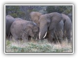 Ele_36 - a breeding herd of Elephants