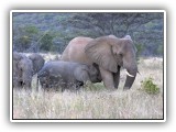 Ele_37 - a breeding herd of Elephants