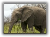 Ele_40 - a single bull Elephant walking peacefully in the grass
