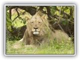 Lio_0101 - Lion