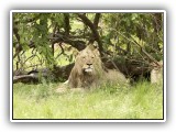 Lio_0102 - Lion