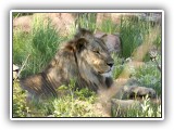 Lio_0104 - Lion