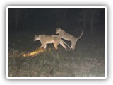 Lio_0105 - two young Lions playing at dusk