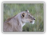 Lio_0121 - female Lion