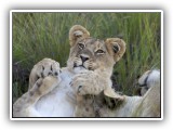 Lio_0124 - playful Lion cub