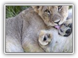 Lio_0129 - playful Lion cubs