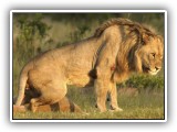 Lio_0140 - a Kalahari Lion in Welgevonden