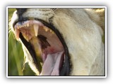 Lio_0143 - a yawning Lion 