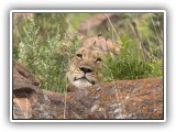 Lio_0146 - Lion