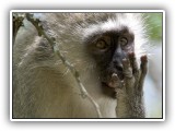 Monk_02 - a Vervet monkey eating a stolen chocolate