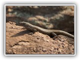 Wil_10 - a Rock Monitor in Welgevonden
